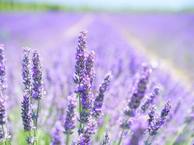 lavender-1595581_1920